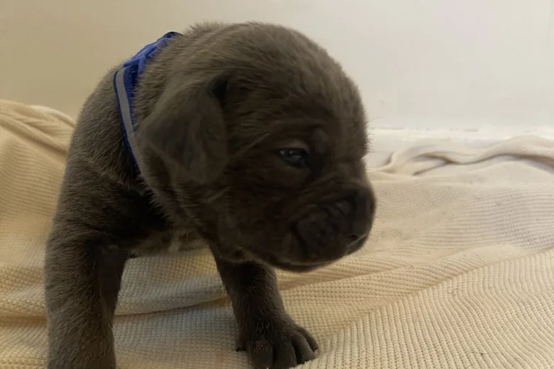 Cane Corso