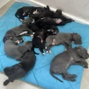 Cane Corso