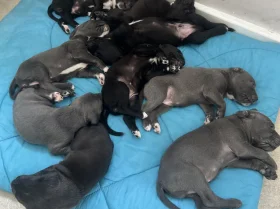 Cane Corso