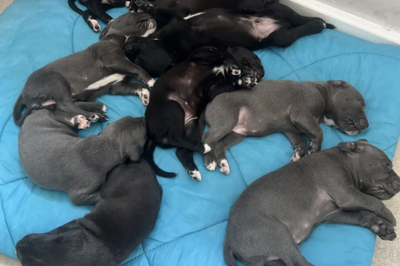 Cane Corso