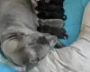 Cane Corso