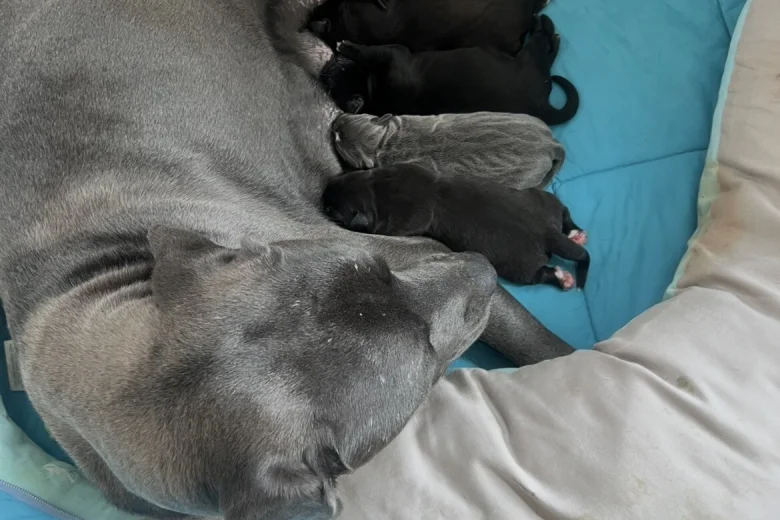 Cane Corso
