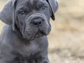 Cane Corso