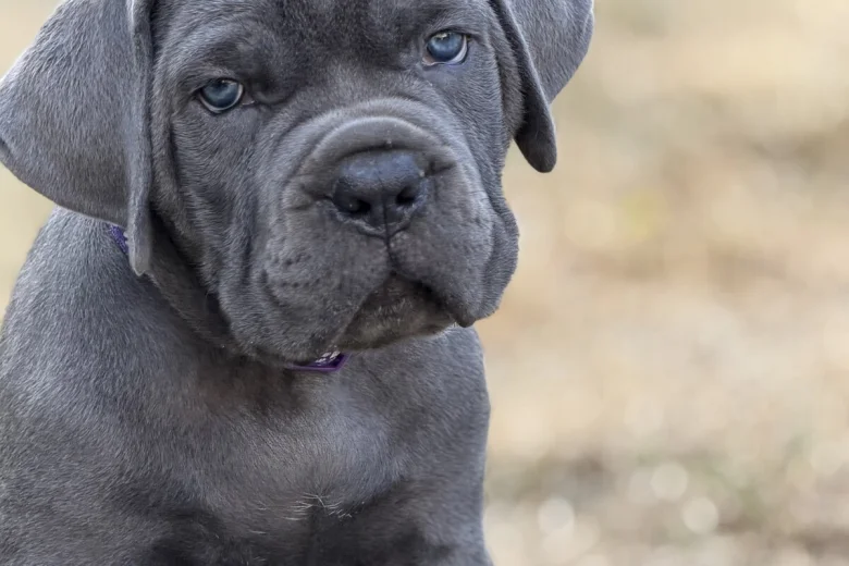 Cane Corso