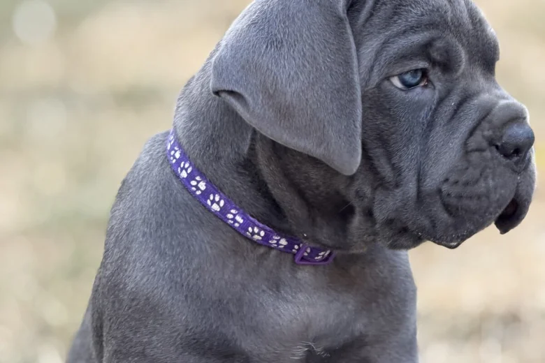 Cane Corso