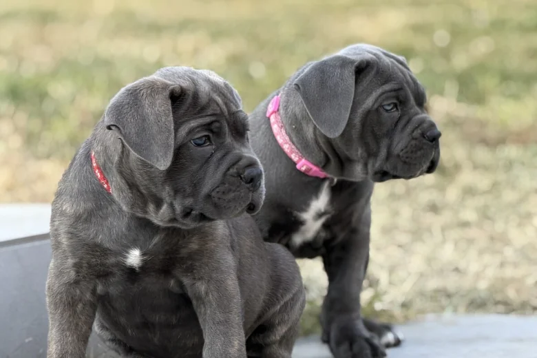 Cane Corso