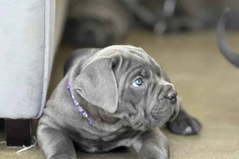 Cane Corso