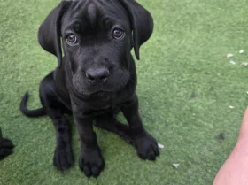 Cane Corso