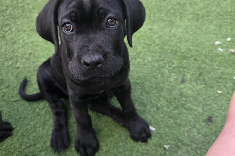 Cane Corso