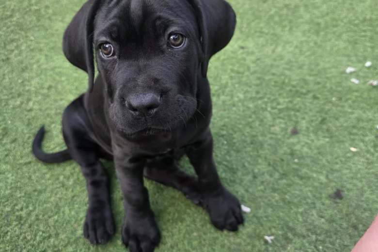 Cane Corso