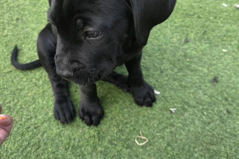 Cane Corso