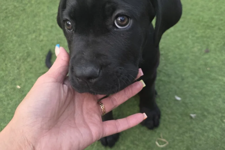 Cane Corso