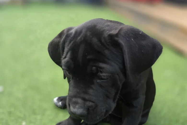 Cane Corso