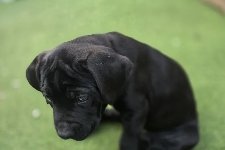 Cane Corso