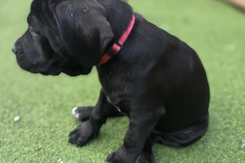 Cane Corso