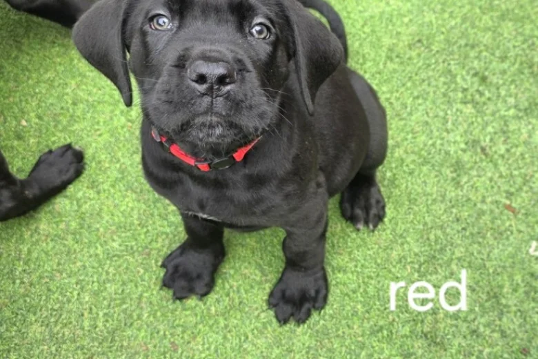 Cane Corso