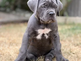 Cane Corso