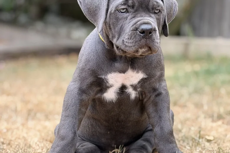 Cane Corso