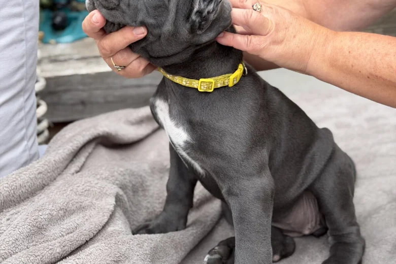 Cane Corso