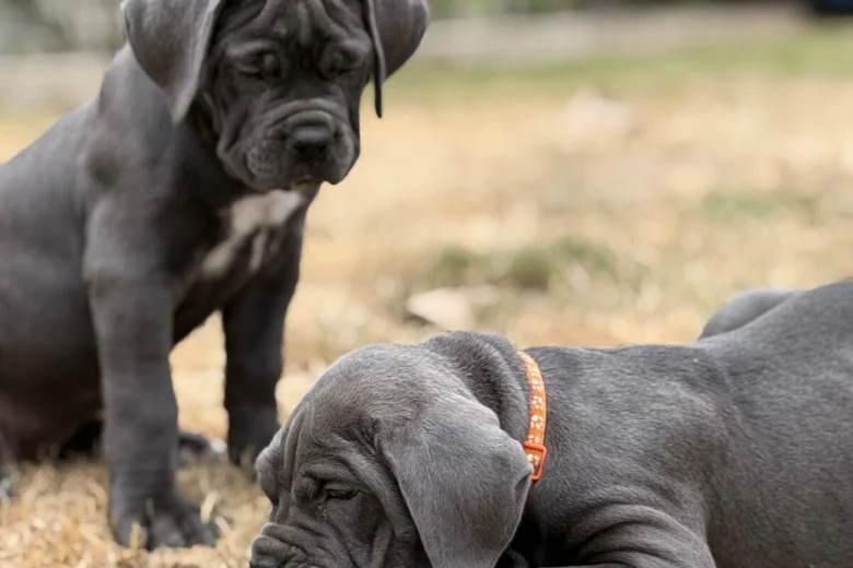 Cane Corso