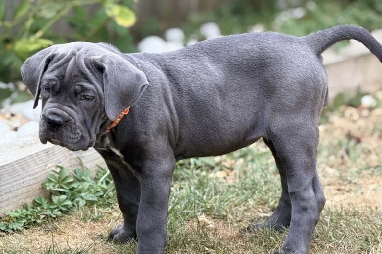 Cane Corso