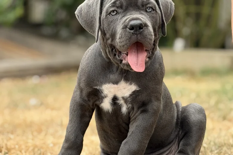Cane Corso