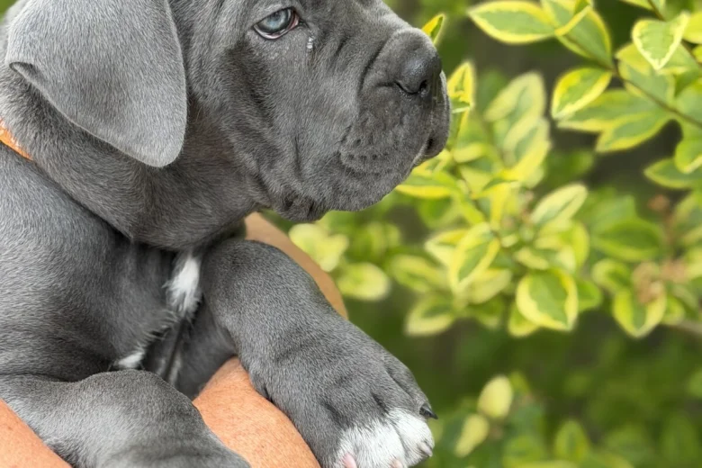 Cane Corso