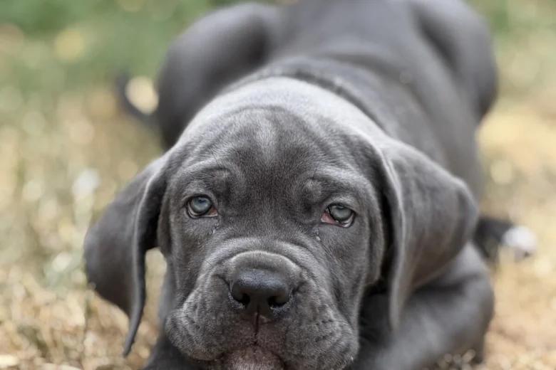 Cane Corso