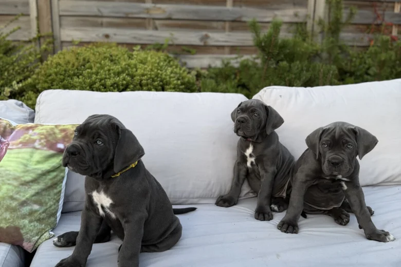 Cane Corso