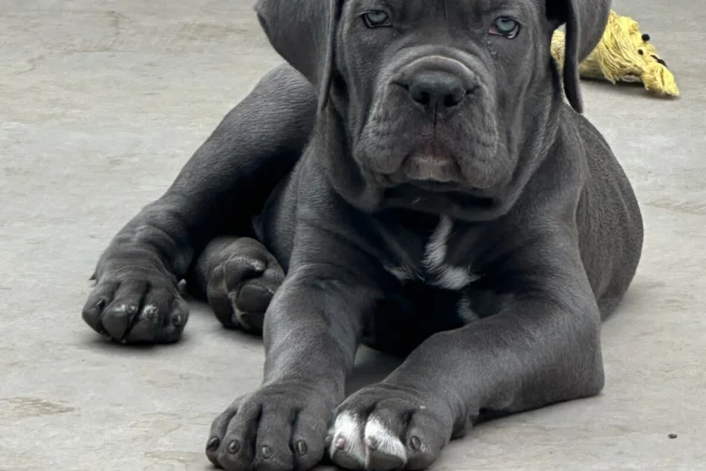 Cane Corso