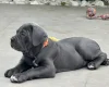 Cane Corso