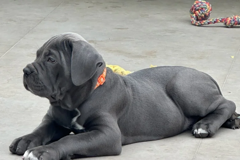 Cane Corso