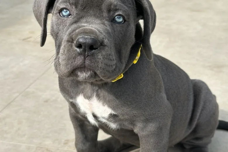 Cane Corso