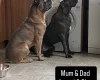 Cane Corso