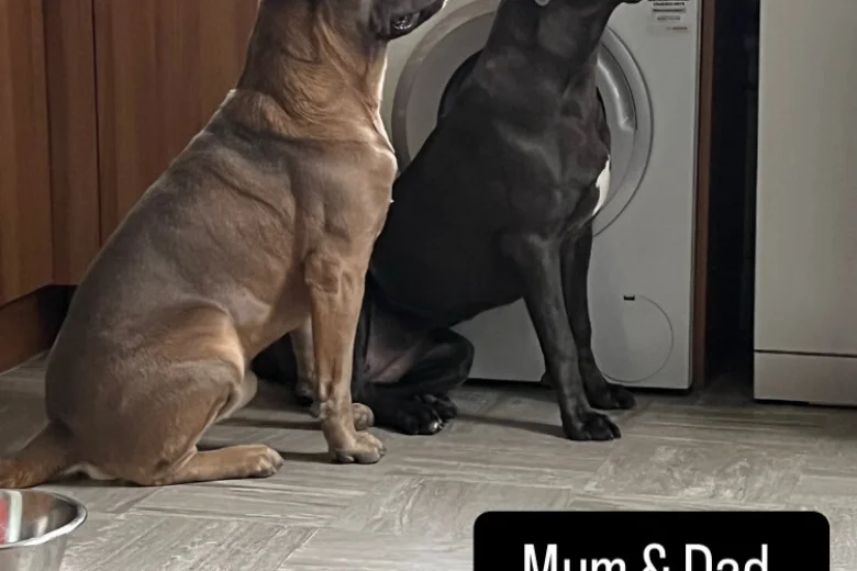 Cane Corso