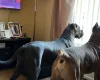 Cane Corso