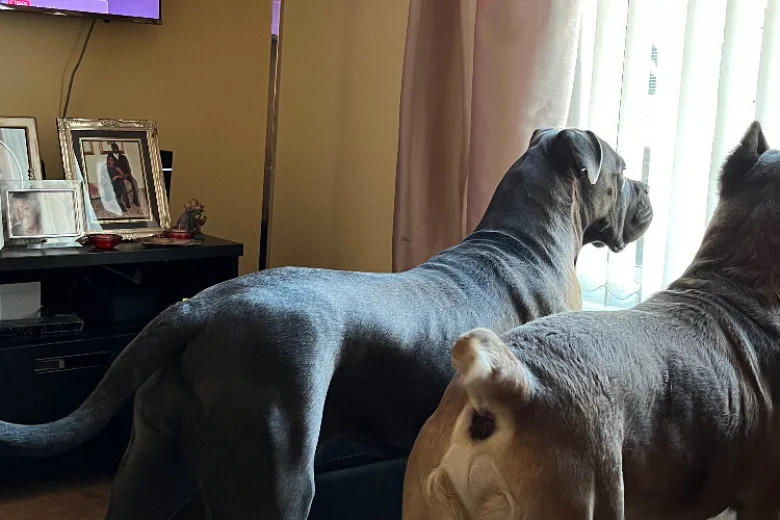 Cane Corso