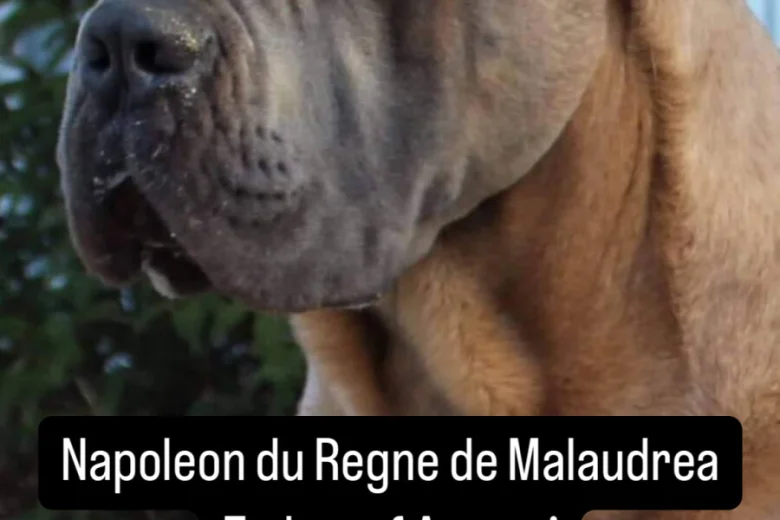 Cane Corso