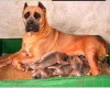 Cane Corso