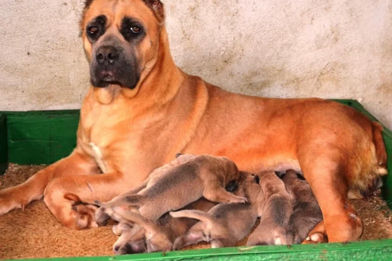 Cane Corso