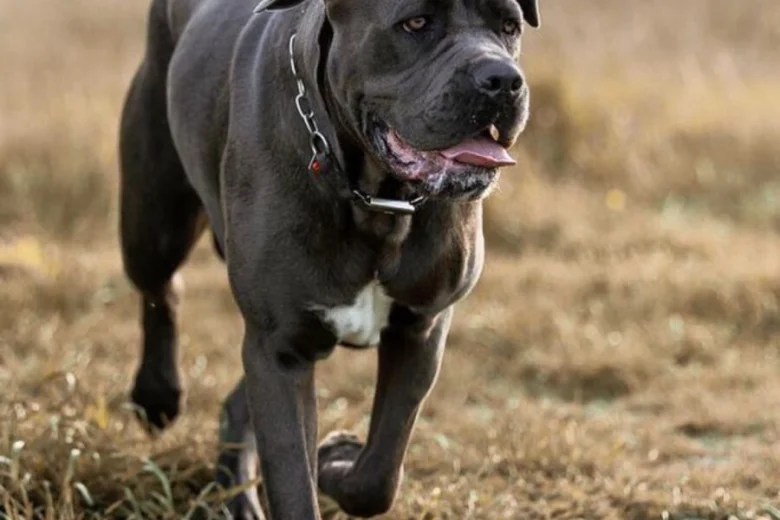 Cane Corso