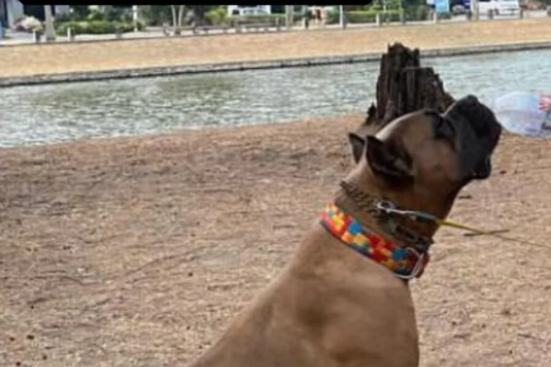 Cane Corso