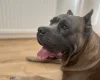 Cane Corso