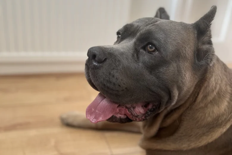Cane Corso
