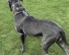 Cane Corso