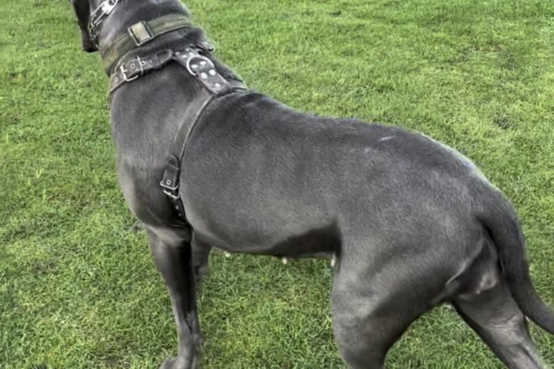 Cane Corso