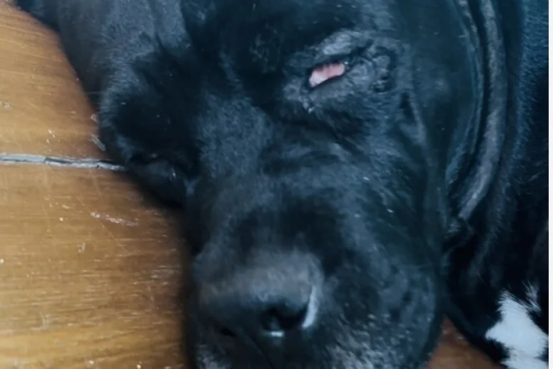 Cane Corso