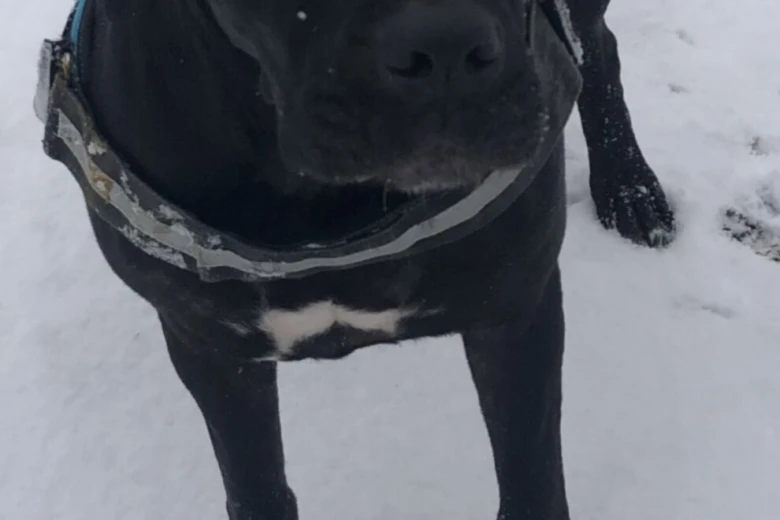 Cane Corso