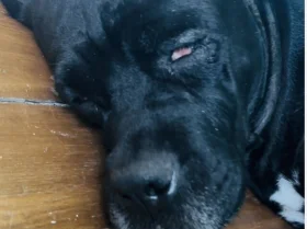 Cane Corso