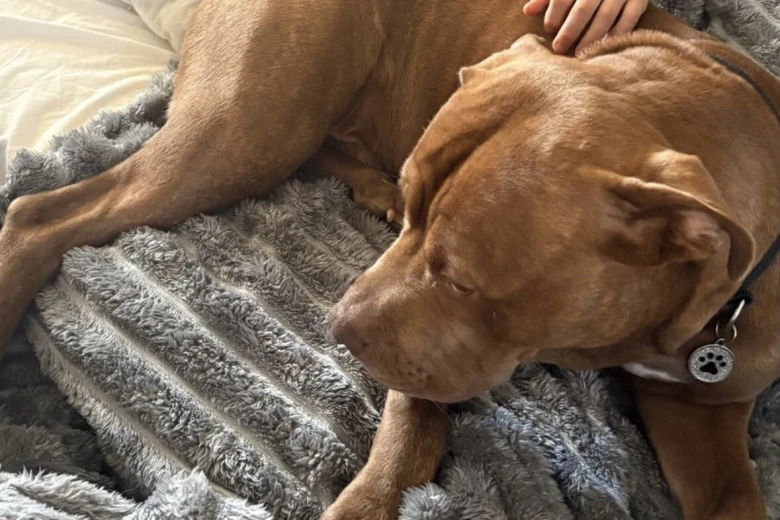 Cane Corso